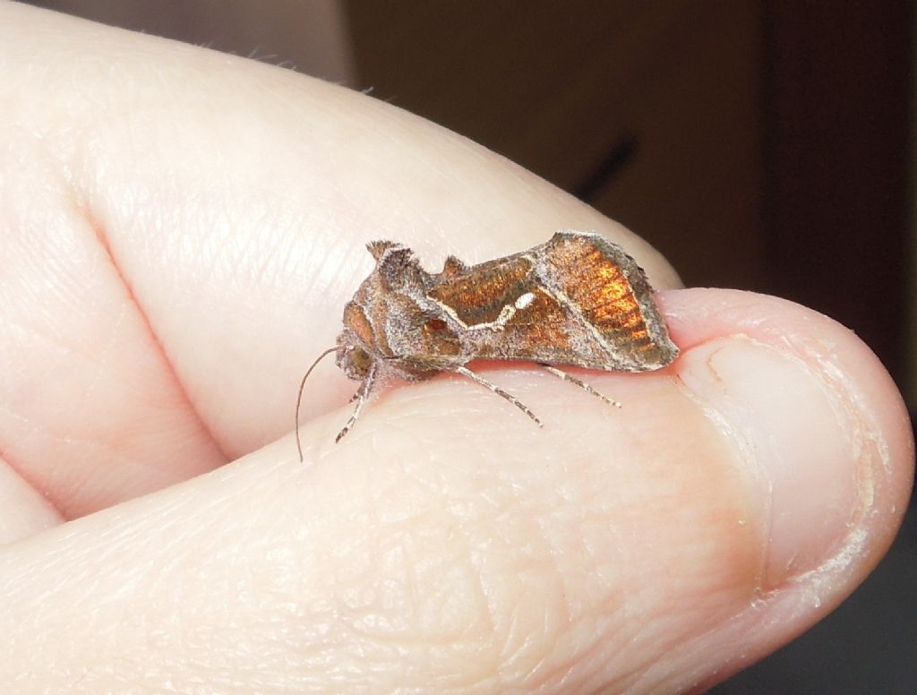 ID Bruchini - Noctuidae Plusiinae, Chrysodeixis chalcites e Ctenoplusia accentifera